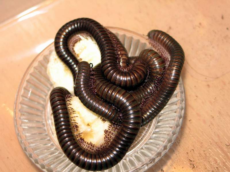 Teledoinopus aoutii(Kenia)