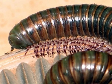 Teledoinopus aoutii (Kenia)