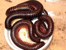Spirostreptidae sp.(Benin,Ghana,Togo)