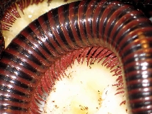 Spirostreptidae sp.(Benin,Ghana,Togo)
