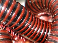 Spirostreptidae sp.(Benin,Ghana,Togo)