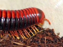Aphistogoniulus corallipes(Madagaskar)