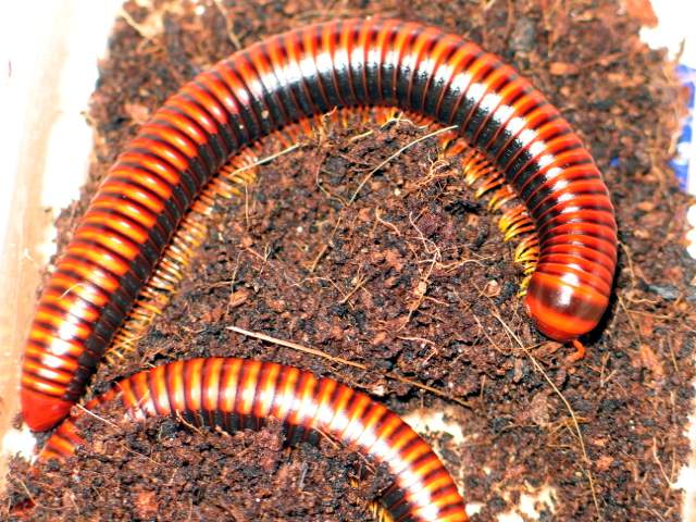 Aphistogoniulus corallipes(Madagaskar)