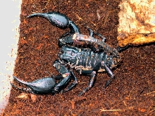 Heterometrus spinifer
