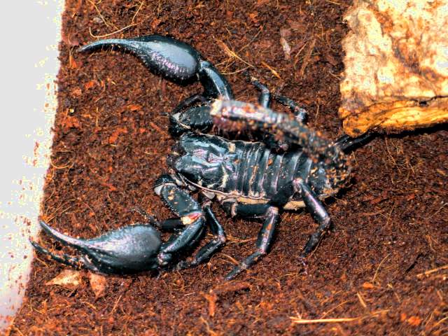 Heterometrus spinifer
