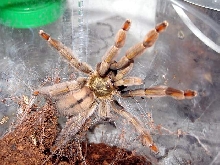 Psalmopoeus cambrigdei
