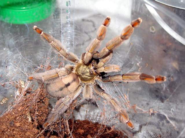 Psalmopoeus cambrigdei