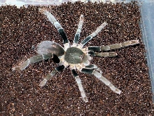 Hysterocrates gigas