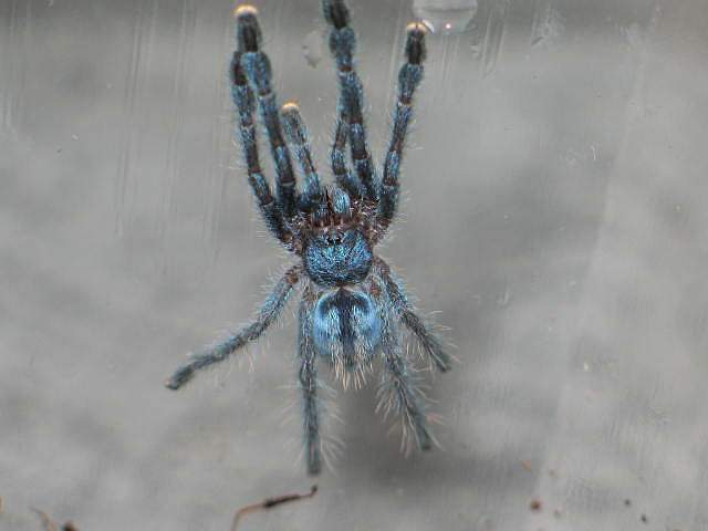 Avicularia latea  L3