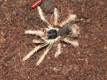 Megaphobema robustum L4