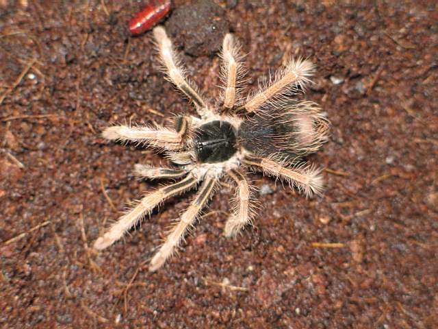 Megaphobema robustum L4