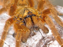 Pterinochilus murinus "usumbara"