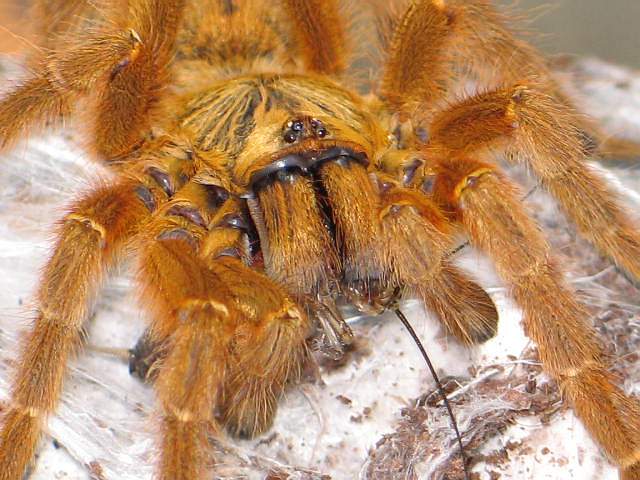 Pterinochilus murinus "usumbara"