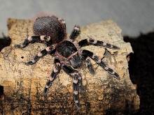 Acanthoscuria geniculata