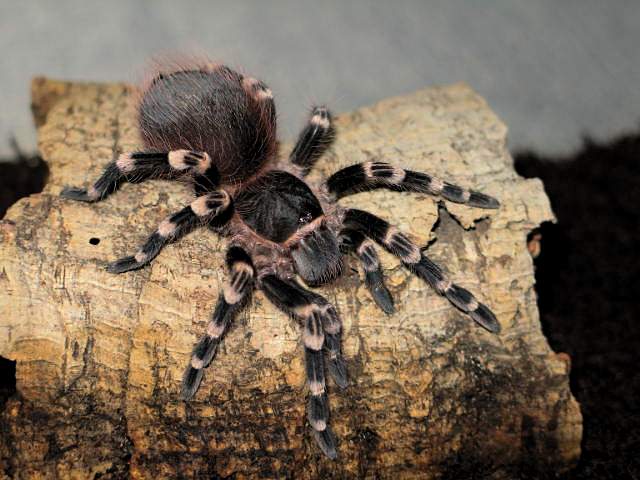 Acanthoscuria geniculata