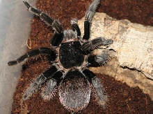 Brachypelma angustum L13