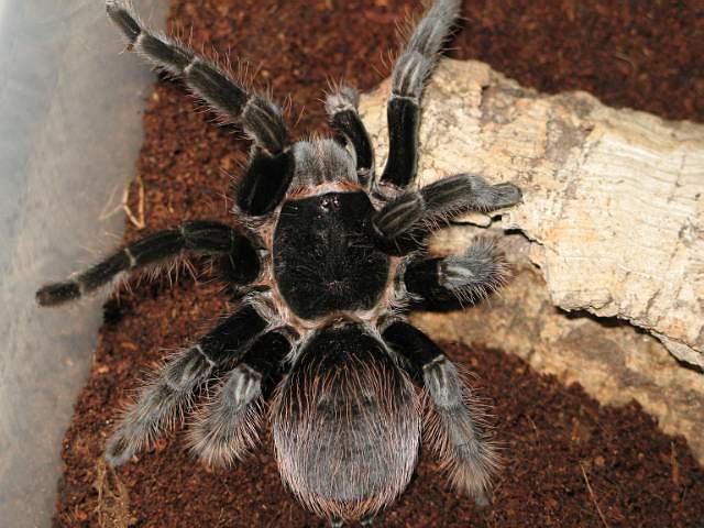 Brachypelma angustum L13