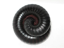 Archispirostreptus gigas (Somalia,Kenia,Tanzania)