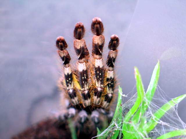 Poecilotheria fasciata L7