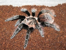 B.vagans x B.albopilosa  L10
