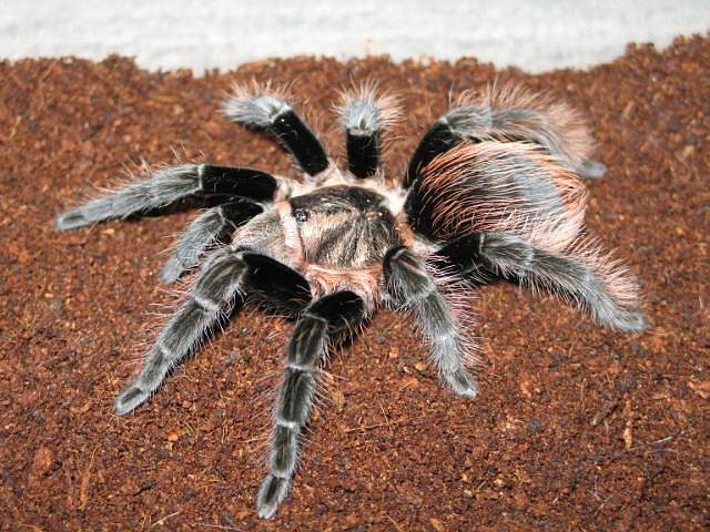 B.vagans x B.albopilosa  L10