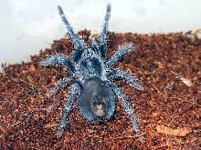 Phormictopus atrichomatus L4