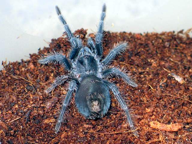Phormictopus atrichomatus L4