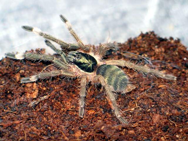 Holothele inicei  L5