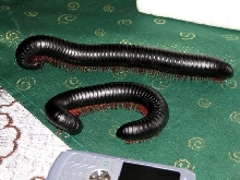 Archispirostreptus gigas (Somalia,Kenia,Tanzania)