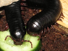 Archispirostreptus gigas (Somalia,Kenia,Tanzania)