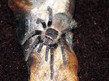 Lasiodora parahybana L7