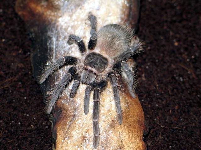 Lasiodora parahybana L7
