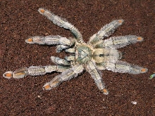 Psalmopoeus cambrigdei  L12