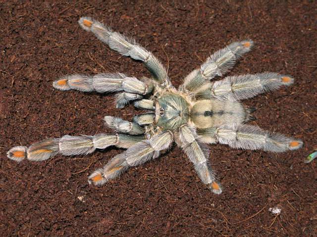 Psalmopoeus cambrigdei  L12