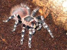 Acanthoscuria geniculata  L8