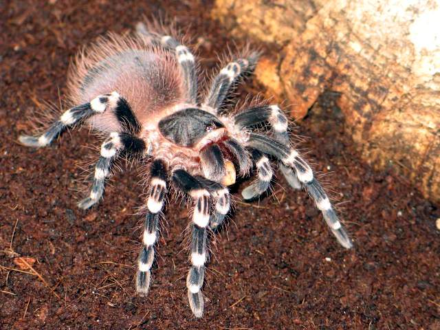 Acanthoscuria geniculata  L8