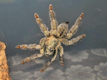 Psalmopoeus cambrigdei  L12