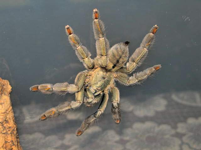 Psalmopoeus cambrigdei  L12