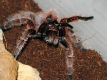 Grammostola rosea "red form"  L10