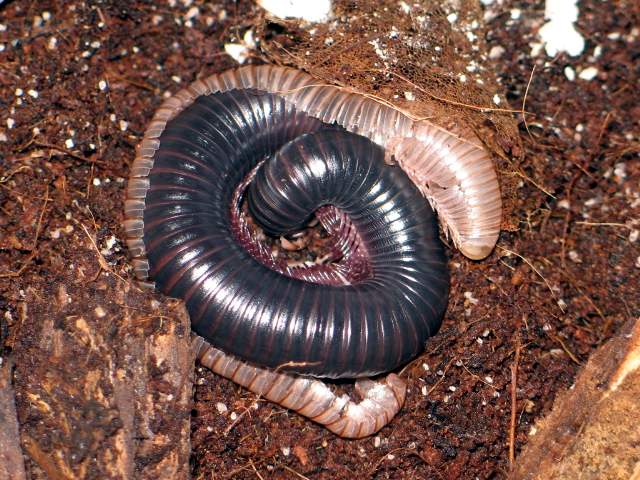 Archispirostreptus gigas (Somalia,Kenia,Tanzania)