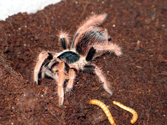 Megaphobema robustum L6