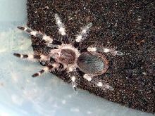 Nhandu coloratovillosus L7
