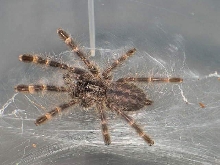 Poecilotheria regalis L4