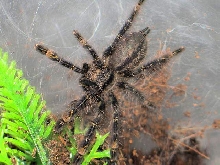 Poecilotheria ornata L4