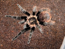 B.vagans x B.albopilosa  L10