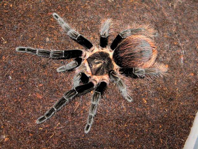 B.vagans x B.albopilosa  L10