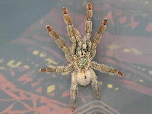 Psalmopoeus cambrigdei  L12