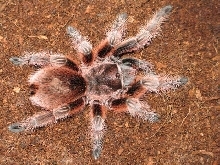 Grammostola rosea "red form"  L10