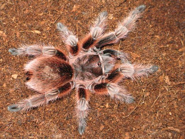 Grammostola rosea "red form"  L10
