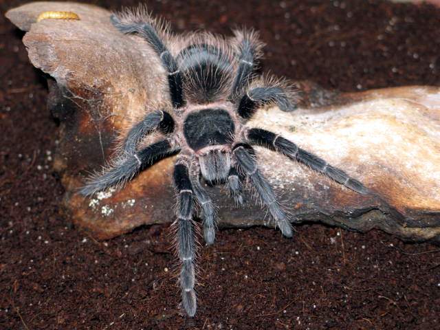 Lasiodora parahybana L7